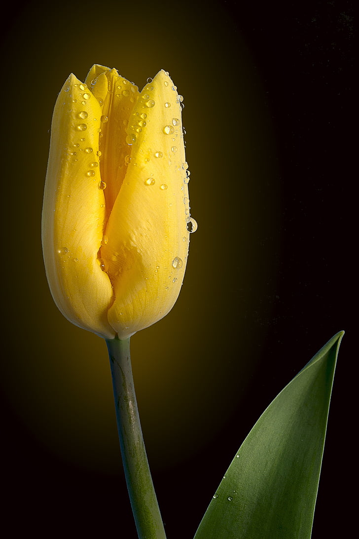 tulip, yellow, still life, bloom, nature, freshness, food and drink