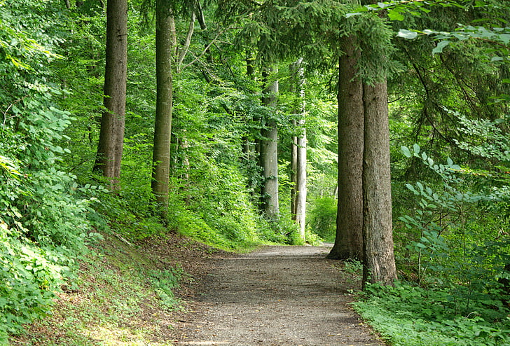 distància, bosc, camí del bosc, natura, arbres, sender, camí forestal