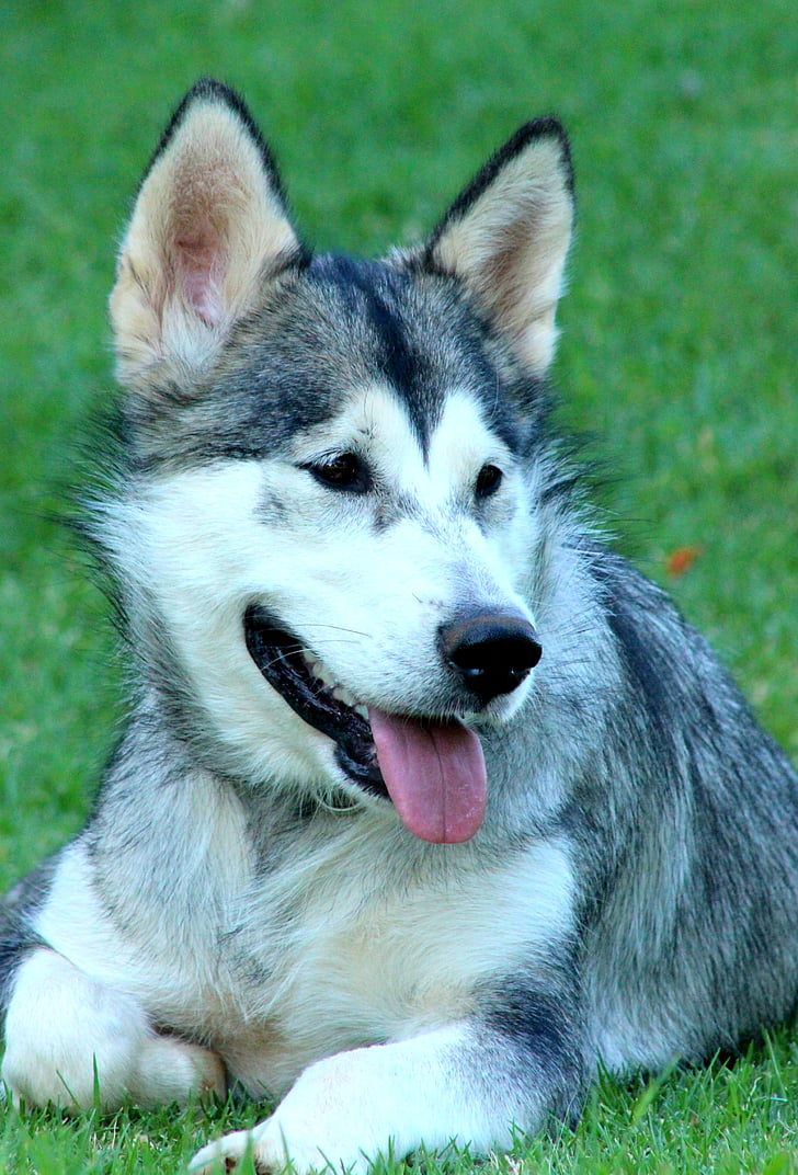 cão, Malamute, animal, animal de estimação, bonito, raça pura, Alaskan