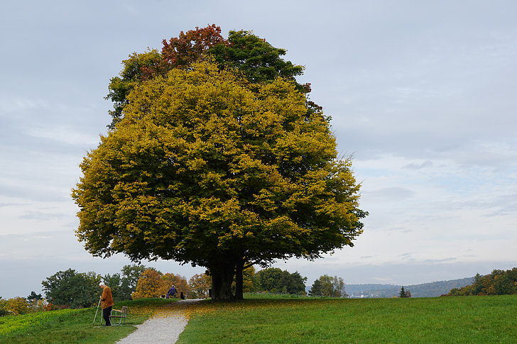 drevo, jeseni, pohodništvo, zlati jeseni, narave, nebo, stran