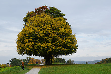 albero, autunno, escursionismo, autunno dorato, natura, cielo, distanza