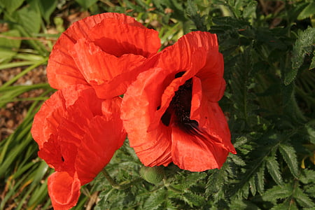 Poppy, urteaktige, papaveroideae, Valmuefamilien (Papaveraceae), rød, svart, frø