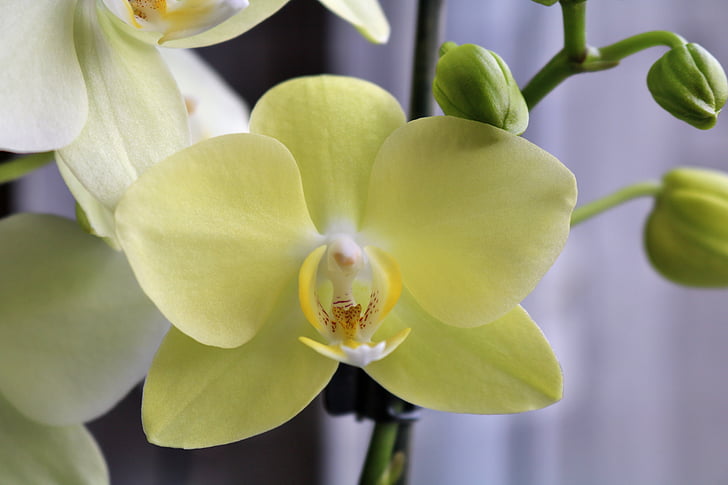 orchidea, giallo, pianta, fiori, chiudere, macro, orchidea phalaenopsis