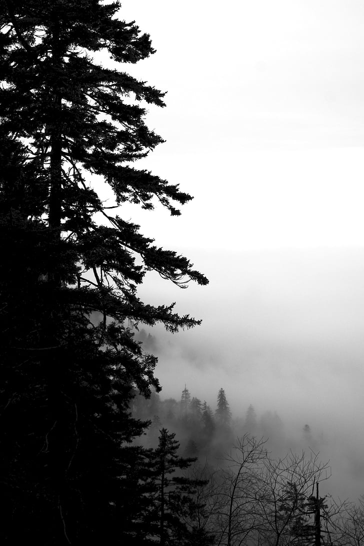 cây, sương mù, sương mù, có mây, thần bí, tối, màu đen