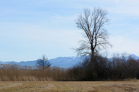 árbol, individualmente, Banco, Reed, montañas, Prado, naturaleza