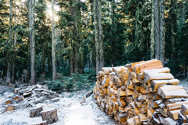 bruin, houten, planken, bos, overdag, sneeuw, hout