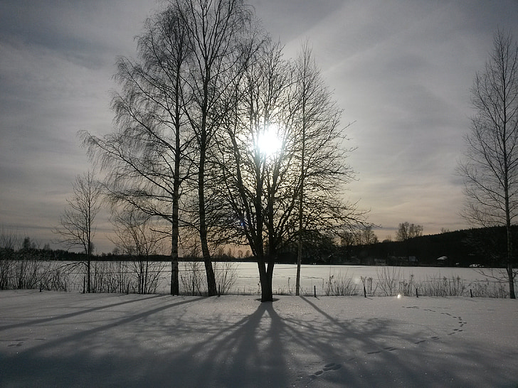 matahari di balik pohon, salju, Swedia
