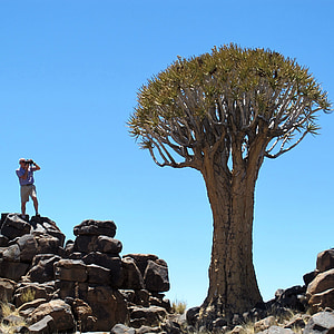 toulec strom, Namibie, Afrika, strom, exotické