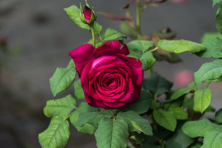 kvet, Petal, Príroda, Rosa, ruža - kvet, červená, rastlín