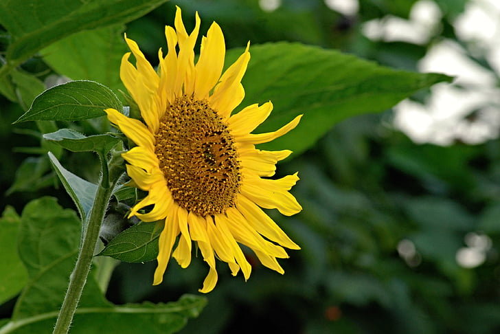 sunflower, flower, yellow, foliage, flowers, petals, nature