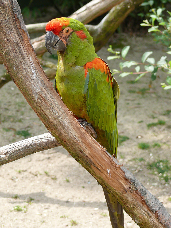 bird, parrot, color, ara, beak, forest, tree