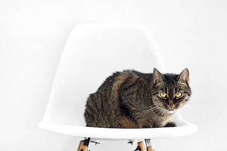 katten, stol, sitte, installasjonsprogrammet, hvit bakgrunn