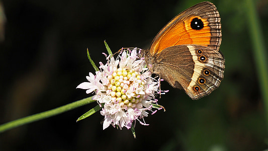 nature, butterfly, macro, flower, brown