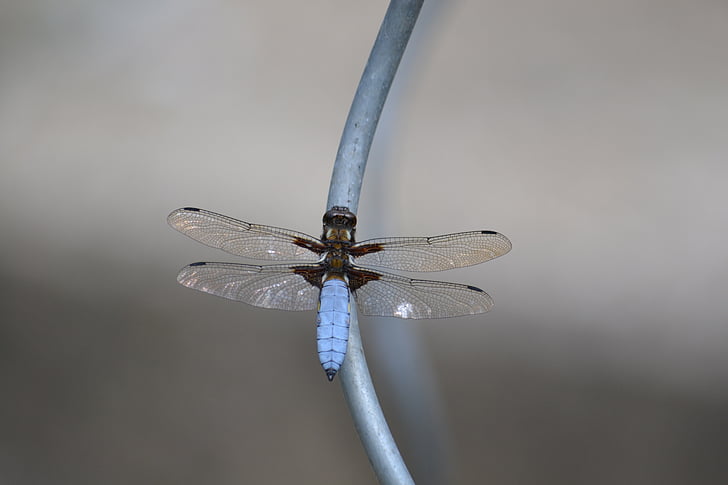 Dragonfly, insekt, blå, Wing, Stäng, flyg insekt, naturen