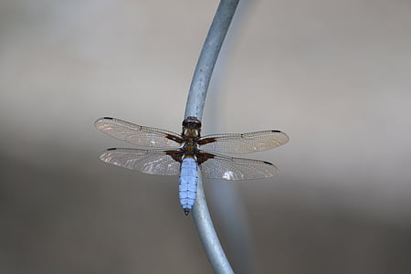 dragonfly, insect, blue, wing, close, flight insect, nature