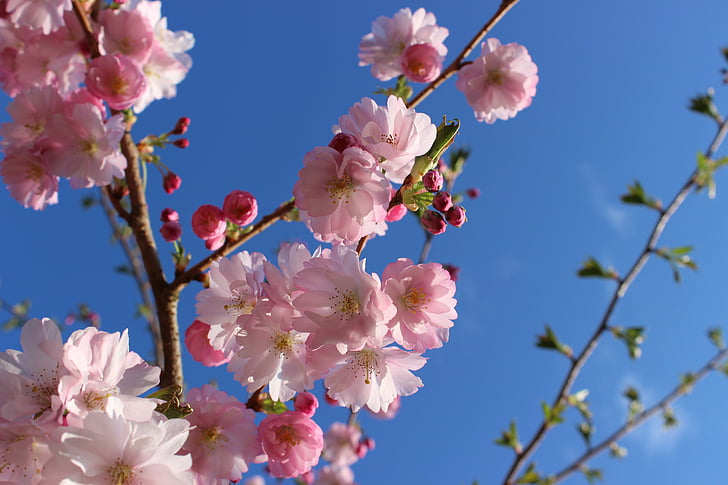 flor del cirerer, cirerer, cirerers japonès, Rosa, primavera, arbre, cirera