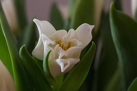 tulipanes blancos, tulipanes, primavera, flores de cebolla, Tulipa, naturaleza, planta
