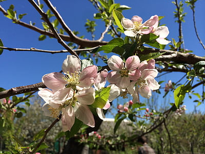 printemps, fleurs, arbre, plante, Direction générale de la, abricot, cerise