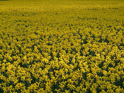 daffodils, osterglocken, flower, plant, flowers, spring, yellow