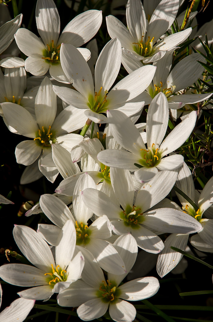 lily Rain, Zephyranthes grandiflora, Branco, lâmpada, flores, floral, flor