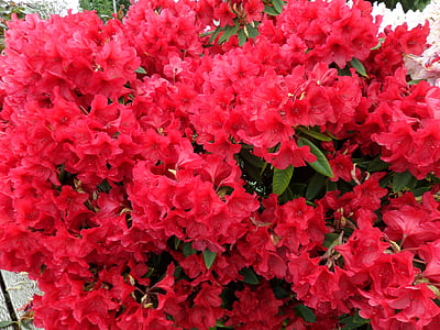 flowers, nature, pink, flora