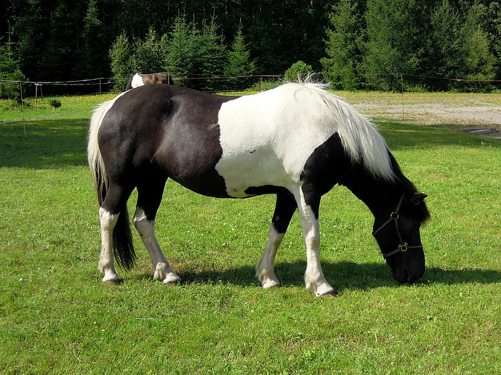 Pony, kůň, zvíře, černá a bílá