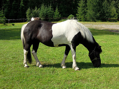 pony, con ngựa, động vật, màu đen và trắng