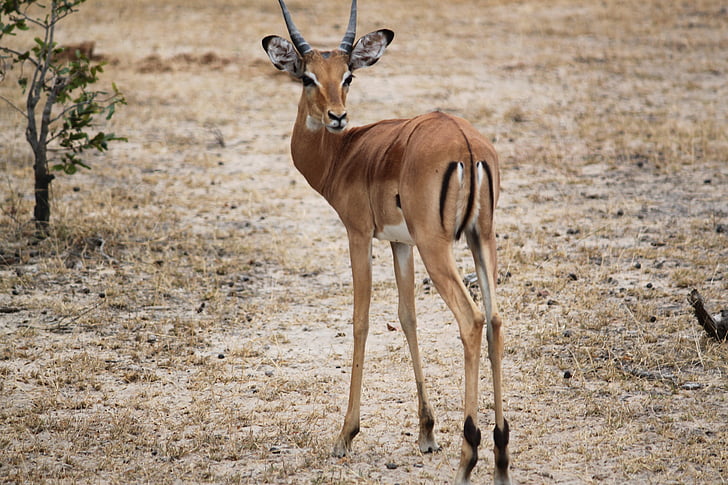 Gazelle, l’Afrique, Safari, Serengeti, animal, faune, nature