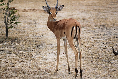 Gazela, Afrika, Safari, Serengeti, zvíře, volně žijící zvířata, Příroda