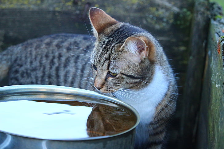 kat, Kitten, water, spiegelbeeld, makreel, Mieze, tijger kat