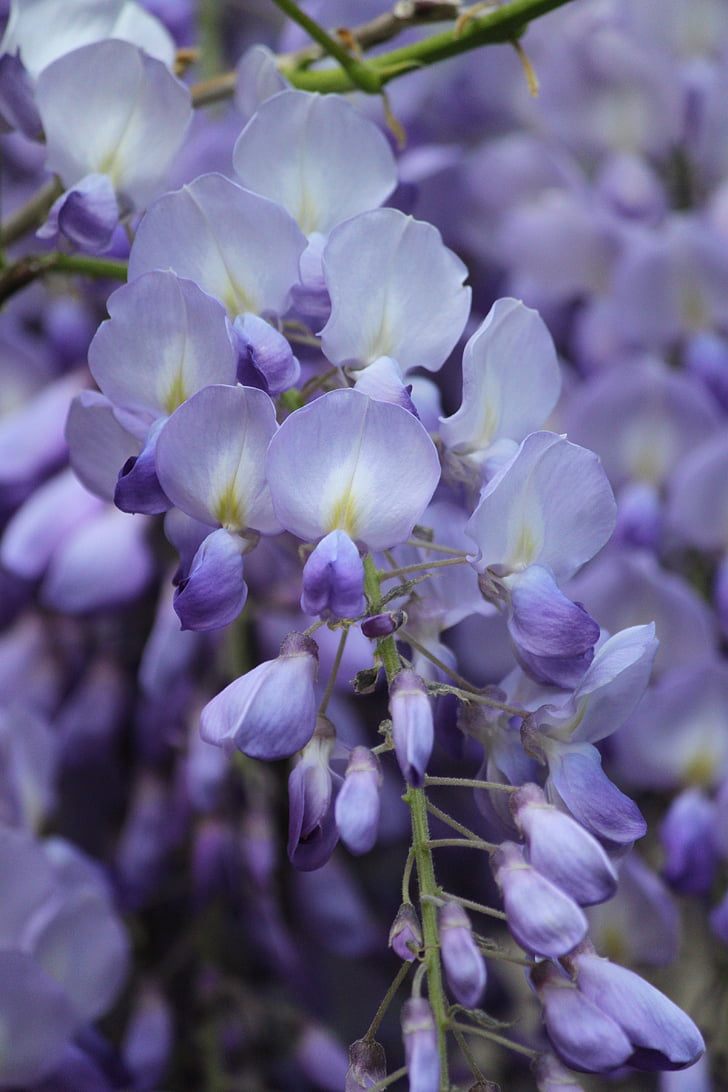 sinine vihm, wisteria, õis, Bloom, lilled, Makro, Aed