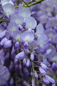 μπλε βροχή, Γλυκίνη, άνθος, άνθιση, λουλούδια, μακροεντολή, Κήπος