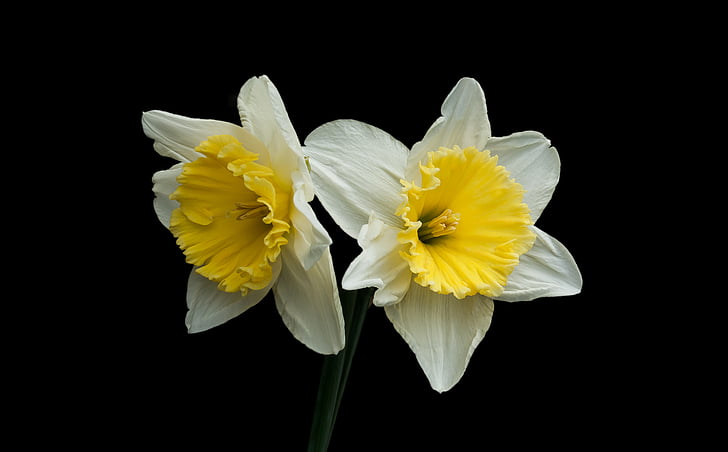 Narcis, kevadel, loodus, taust, lill, kollane, kroonleht