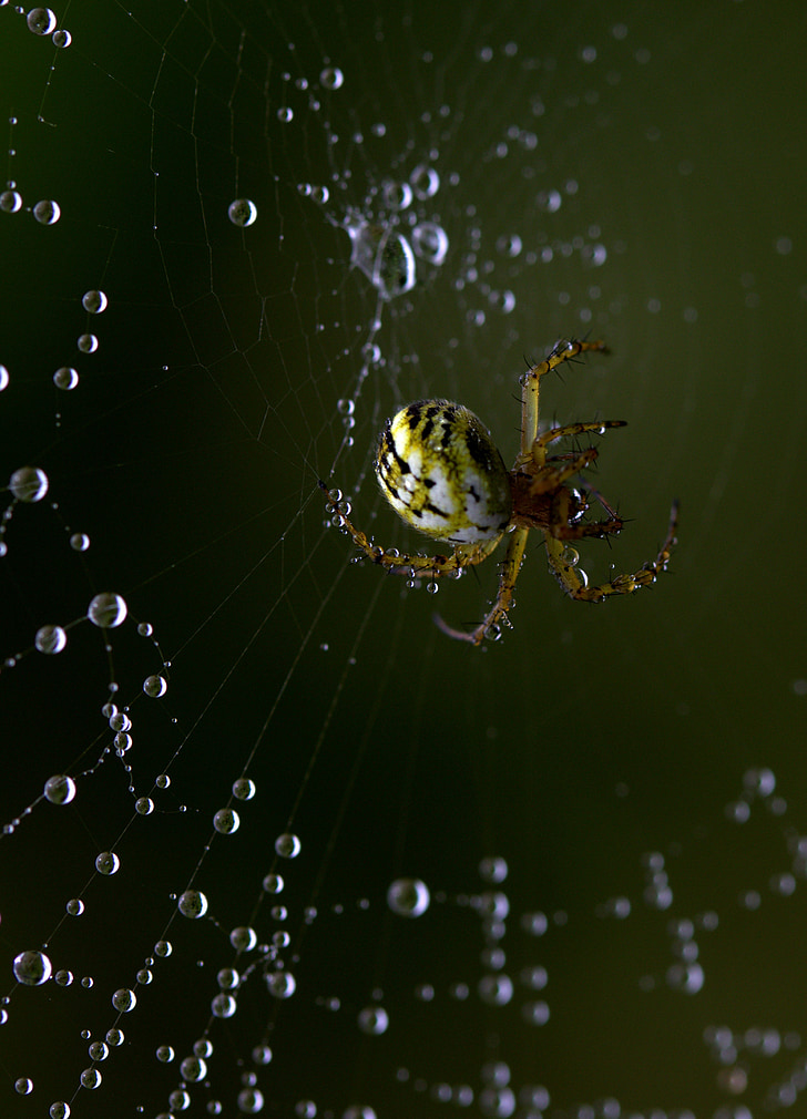 nhện, Spider web, nối, arachnid, vị trí, giọt, sương
