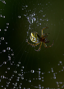 Spinne, Spinnennetz, süchtig, Arachnid, Ort, Tropfen, Tau