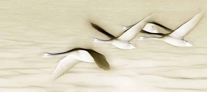 swan, fly, birds, swans, waterfowl, water, water bird
