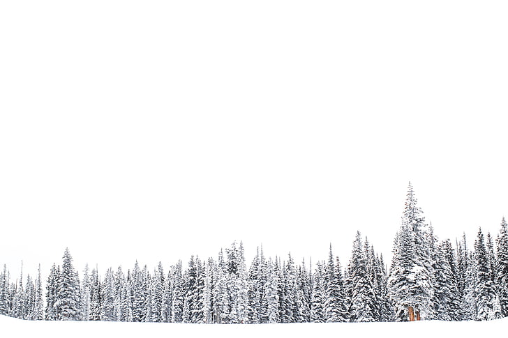 natura, arbre, bosc, boscos, l'hivern, neu, blanc