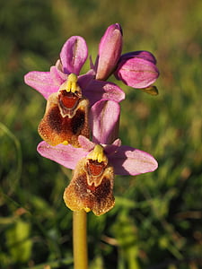 Ophrys tenthredinifera, orchidėja, gėlė, žiedų, žydėti, Orchidaceae, Ophrys