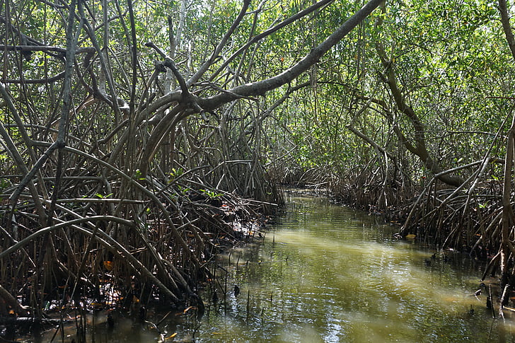 mongroven, skogen, vatten, Boot