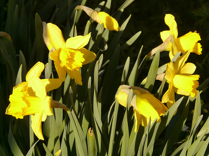 Narcissus, Daffodil, blomma, Anläggningen, Blossom, Bloom, gul
