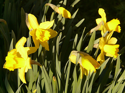 narcissus, daffodil, flower, plant, blossom, bloom, yellow