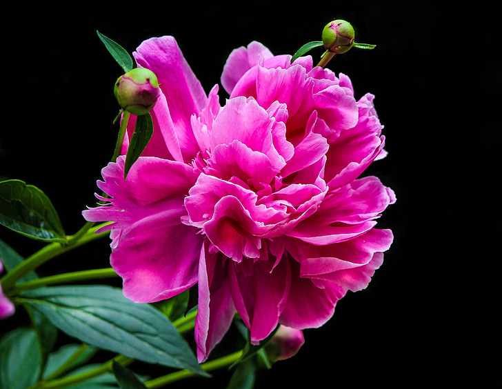 The Pink peony, pétalos de flores, capullo de peonía, Paeonia, planta perenne, flor de primavera, fucsia