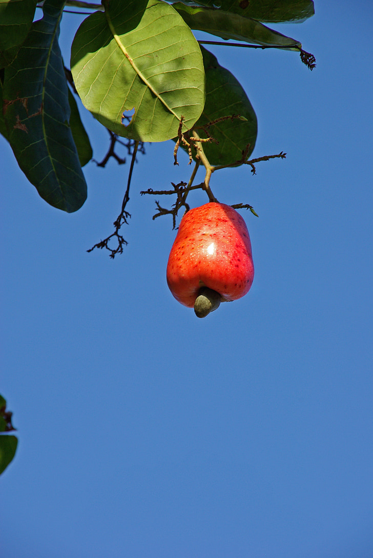 cashew, suriname, fruit