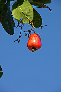 noix de cajou, Suriname, fruits