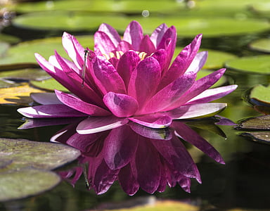 водна лилия, езерото, водни растения, Lotus, цвете, цвят, флорални
