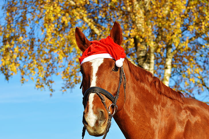 άλογο, Χριστούγεννα, καπέλο Σάντα, Αστείο, ζώο, βόλτα, Reiterhof
