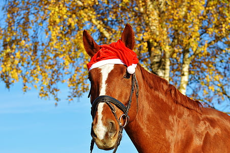 caballo, Navidad, sombrero de Santa, gracioso, animal, paseo, Reiterhof