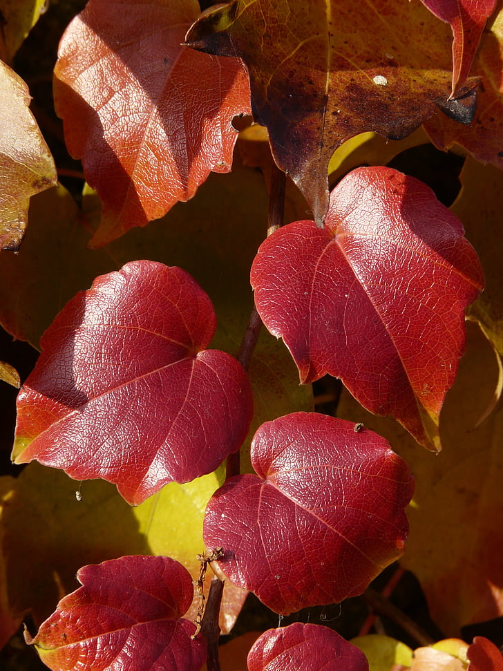 vinblade, vin partner, farve, rød, efterår, blade, efterår blade