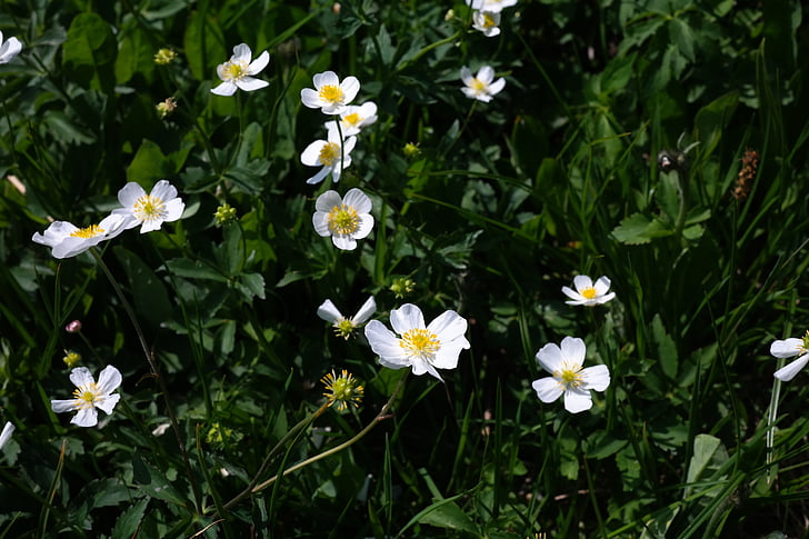 บัทเทอร์คัพ aconitifolius, ดอกไม้, ดอก, บาน, สีขาว, ดอกไม้อัลไพน์, พืชอัลไพน์