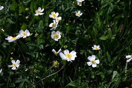 aconitifolius vėdrynas, gėlė, žiedų, žydėti, balta, Alpių gėlė, Alpių augalų